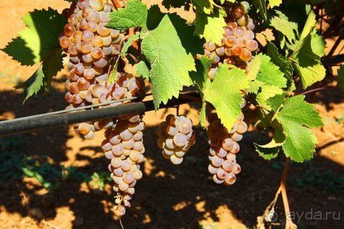 Четвертый месяц лета