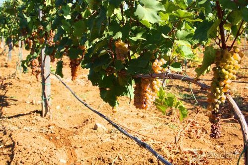 Четвертый месяц лета