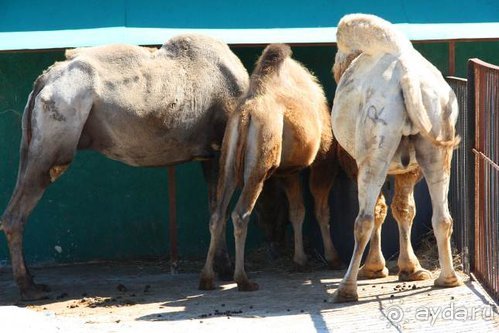 Четвертый месяц лета