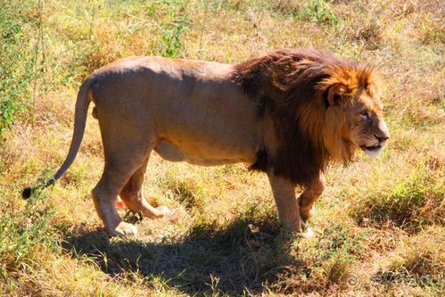 Четвертый месяц лета