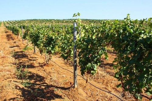 Четвертый месяц лета