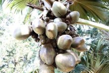 Горловка — Шри-Ланка