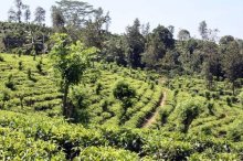 Горловка — Шри-Ланка