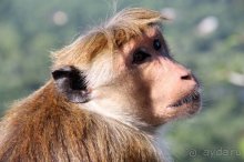 Горловка — Шри-Ланка