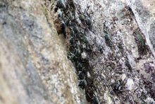 Горловка — Шри-Ланка