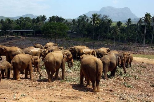 Горловка — Шри-Ланка