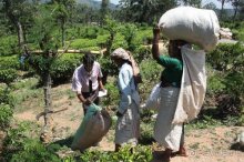 Горловка — Шри-Ланка