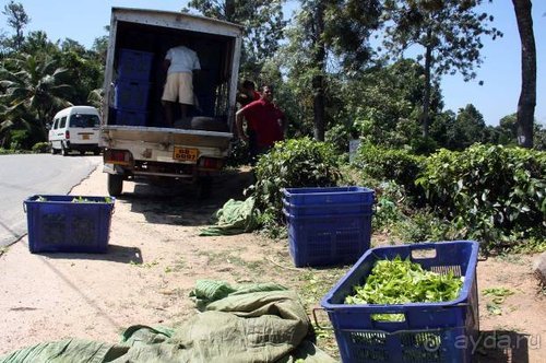 Горловка — Шри-Ланка