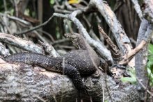 Горловка — Шри-Ланка