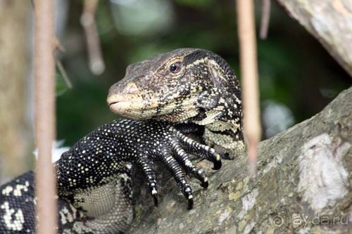 Горловка — Шри-Ланка