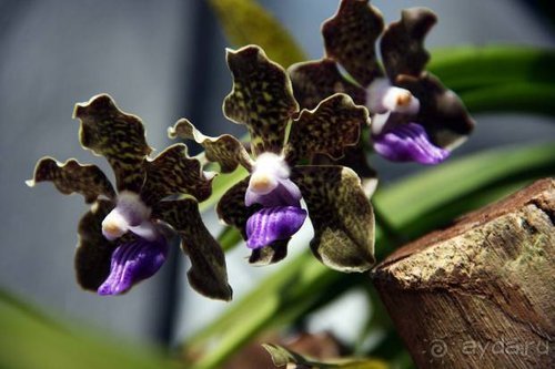 Горловка — Шри-Ланка