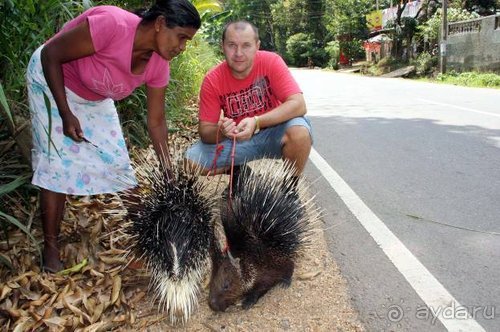 Горловка — Шри-Ланка