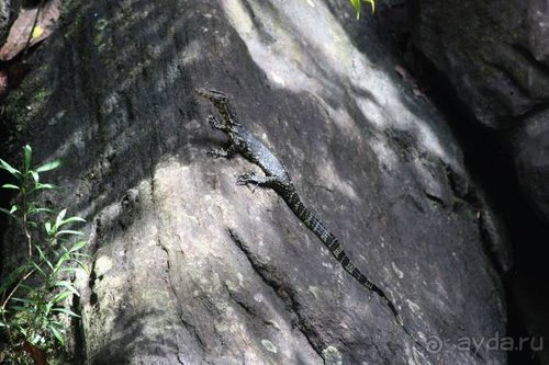 Горловка — Шри-Ланка