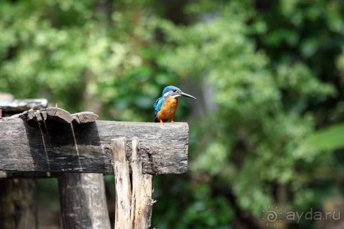 Горловка — Шри-Ланка