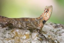 Горловка — Шри-Ланка