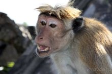 Горловка — Шри-Ланка