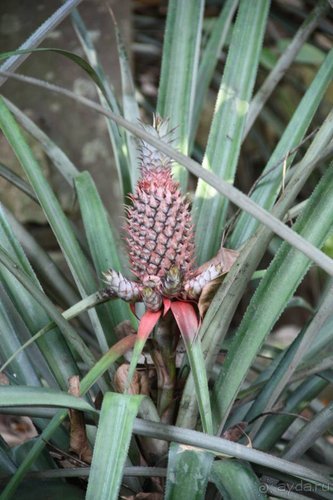 Горловка — Шри-Ланка