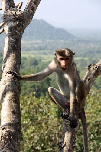 Горловка — Шри-Ланка