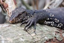 Горловка — Шри-Ланка