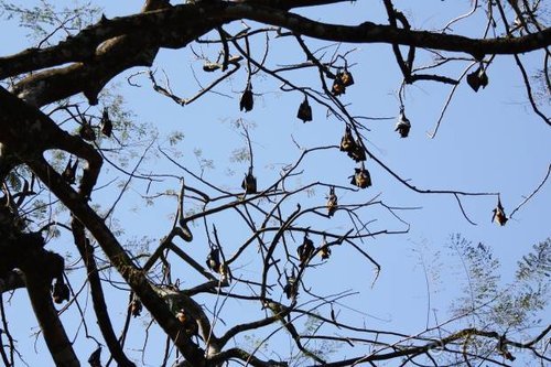 Горловка — Шри-Ланка