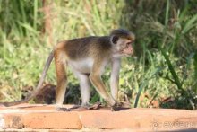 Горловка — Шри-Ланка