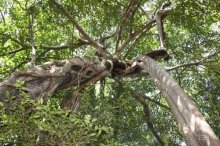 Горловка — Шри-Ланка