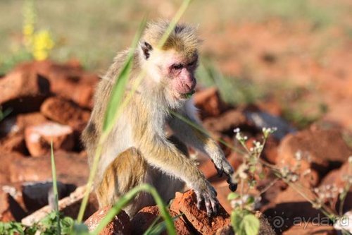 Горловка — Шри-Ланка