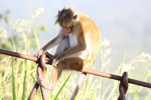 Горловка — Шри-Ланка