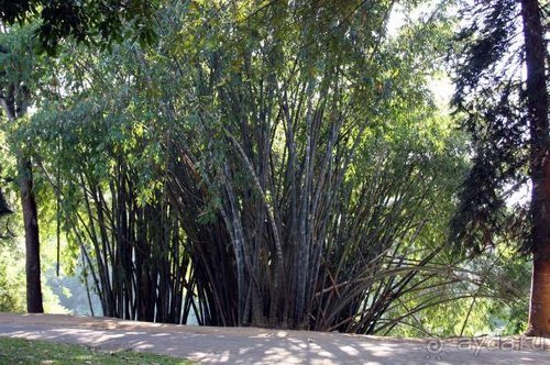 Горловка — Шри-Ланка