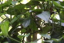 Горловка — Шри-Ланка