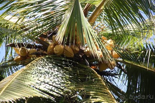 Горловка — Шри-Ланка