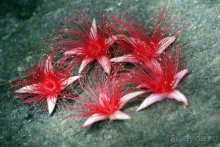 Горловка — Шри-Ланка