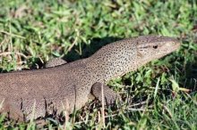 Горловка — Шри-Ланка