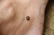 Горловка — Шри-Ланка