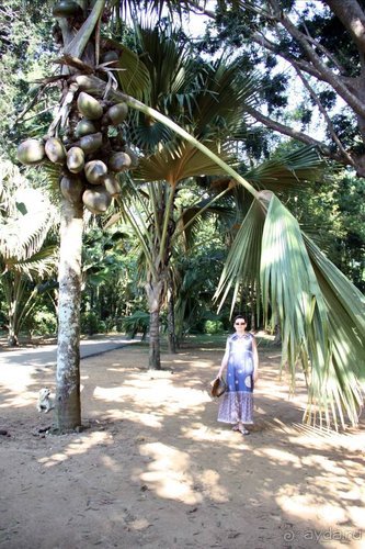 Горловка — Шри-Ланка