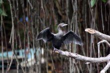 Горловка — Шри-Ланка