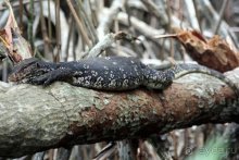 Горловка — Шри-Ланка