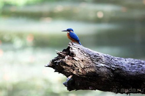 Горловка — Шри-Ланка