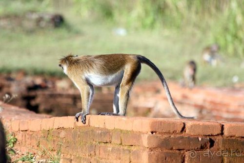 Горловка — Шри-Ланка