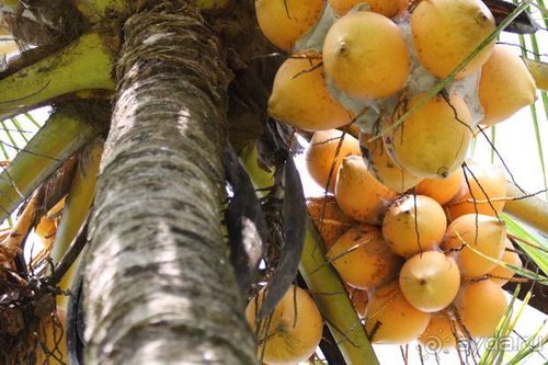 Горловка — Шри-Ланка