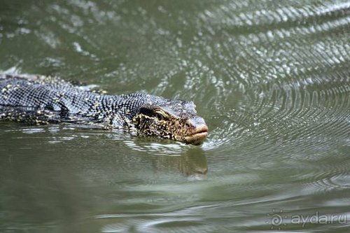 Горловка — Шри-Ланка