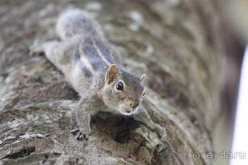Горловка — Шри-Ланка