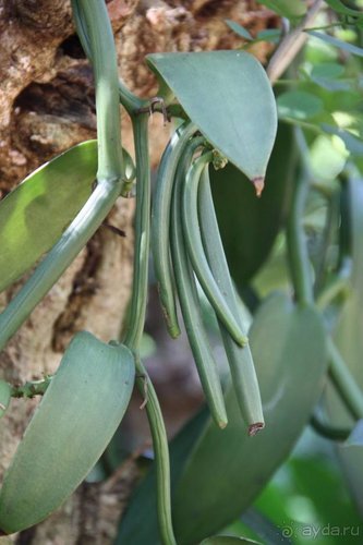 Горловка — Шри-Ланка