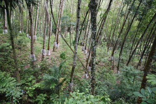 Горловка — Шри-Ланка