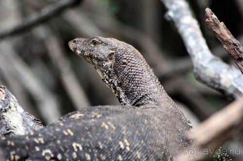 Горловка — Шри-Ланка