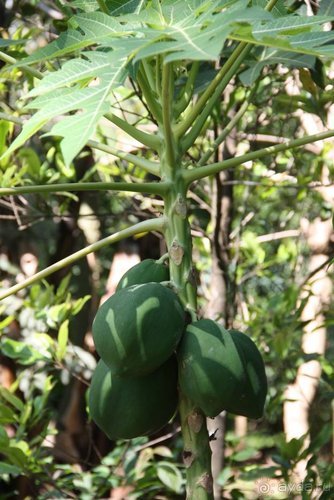 Горловка — Шри-Ланка