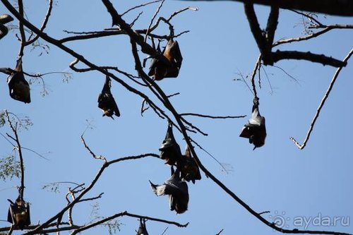 Горловка — Шри-Ланка