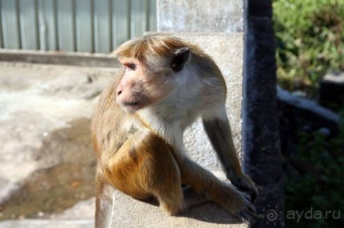 Горловка — Шри-Ланка