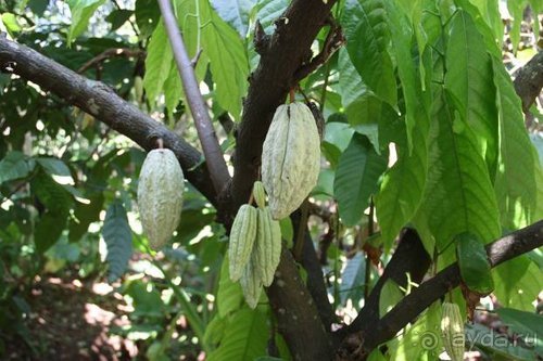 Горловка — Шри-Ланка