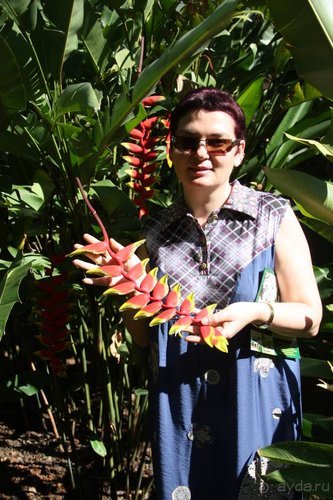 Горловка — Шри-Ланка